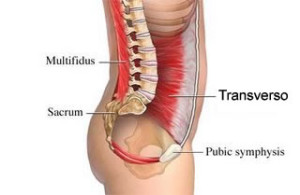 Transverso abdominal