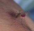 Si piensas que eres un imán para los mosquitos no te pierdas esta nota